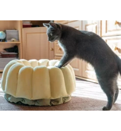 Petlando Ligmand Kat Vienna 5 Petlando Ligmand Kat Vienna -Bekende Dieren Winkel petlando ligmand kat vienna 1 2