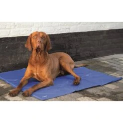 Beeztees Quick Cooler Koelmat IZI Blauw 5 Beeztees Quick Cooler Koelmat IZI Blauw -Bekende Dieren Winkel quick cooler koelmat izi blauw 1 2